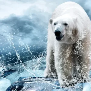 دانلود رایگان پک 6 تایی عکس خرس قطبی