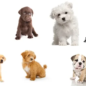 دانلود رایگان پک 25 تایی عکس سگ های بامزه