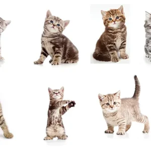 دانلود رایگان پک 36 عددی عکس گربه بامزه