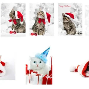 دانلود رایگان پک13 عددی عکس گربه کریسمسی